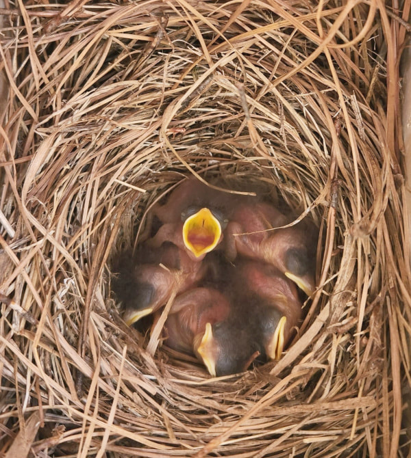 vicki welsh eastern bluebird nest