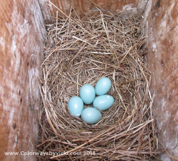 bluebird nest