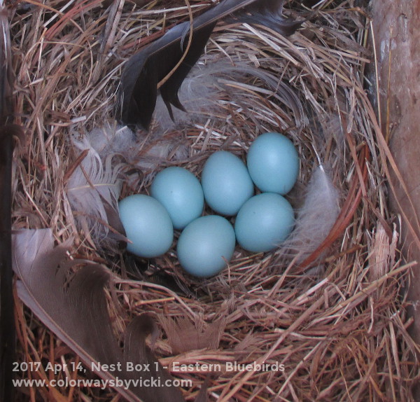 eastern bluebird nest